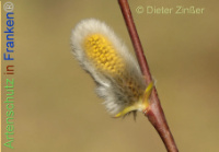 Bild zum Eintrag (1136888-177)