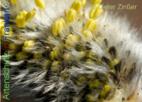 Bild zum Eintrag (1136890-177)