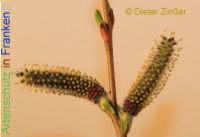 Bild zum Eintrag (1136892-177)