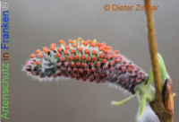 Bild zum Eintrag (1136894-177)