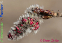 Bild zum Eintrag (1136895-177)