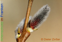 Bild zum Eintrag (1136896-177)