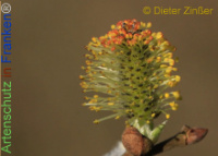 Bild zum Eintrag (1136898-177)