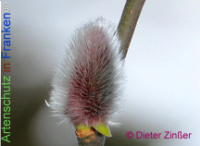 Bild zum Eintrag (1136899-177)