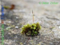 Bild zum Eintrag (1137655-177)