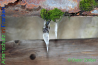 Bild zum Eintrag (1137656-177)