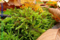 Bild zum Eintrag (1137657-177)