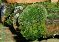 Bild zum Eintrag (1137658-177)