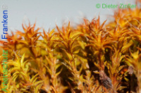 Bild zum Eintrag (1137659-177)