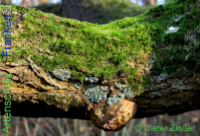 Bild zum Eintrag (1137660-177)