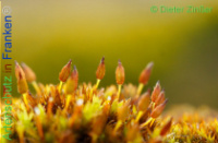 Bild zum Eintrag (1137661-177)