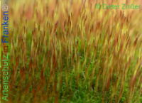 Bild zum Eintrag (1137663-177)