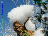 Bild zum Eintrag (1137945-177)