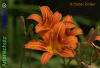 Bild zum Eintrag (1137993-177)