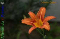 Bild zum Eintrag (1137994-177)