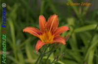 Bild zum Eintrag (1137995-177)