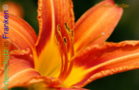 Bild zum Eintrag (1137997-177)