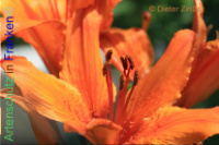 Bild zum Eintrag (1137999-177)