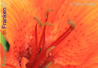 Bild zum Eintrag (1138000-177)