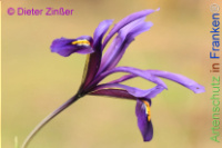 Bild zum Eintrag (1138008-177)