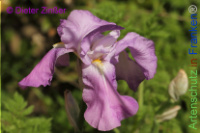 Bild zum Eintrag (1138010-177)