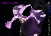 Bild zum Eintrag (1138012-177)