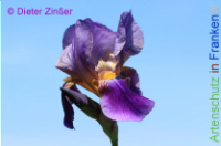 Bild zum Eintrag (1138013-177)