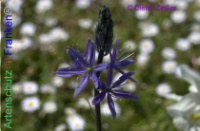 Bild zum Eintrag (1138014-177)