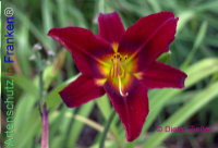 Bild zum Eintrag (1138016-177)