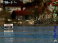 Bild zum Eintrag (1138077-177)