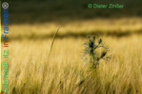 Bild zum Eintrag (1138151-177)