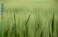 Bild zum Eintrag (1138153-177)