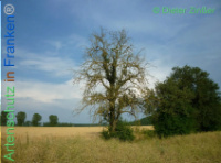 Bild zum Eintrag (1138154-177)