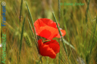 Bild zum Eintrag (1138155-177)