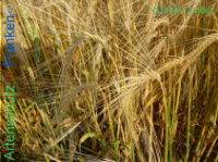 Bild zum Eintrag (1138156-177)