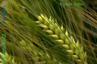 Bild zum Eintrag (1138158-177)