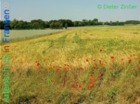 Bild zum Eintrag (1138160-177)