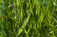 Bild zum Eintrag (1138161-177)