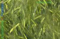 Bild zum Eintrag (1138162-177)