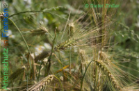 Bild zum Eintrag (1138163-177)