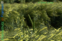 Bild zum Eintrag (1138165-177)