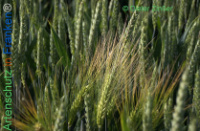 Bild zum Eintrag (1138166-177)