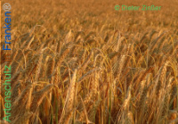 Bild zum Eintrag (1138169-177)