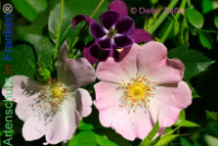 Bild zum Eintrag (1138407-177)