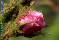 Bild zum Eintrag (1138408-177)