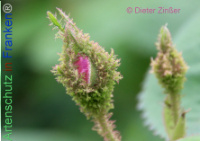 Bild zum Eintrag (1138409-177)