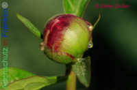 Bild zum Eintrag (1138410-177)