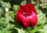 Bild zum Eintrag (1138411-177)