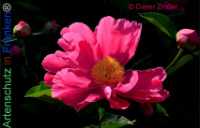 Bild zum Eintrag (1138413-177)