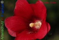 Bild zum Eintrag (1138414-177)